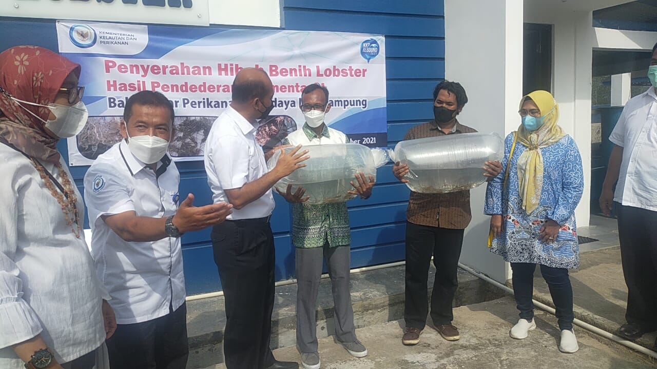 BBPBL Provinsi Lampung Berikan Bantuan 1000 Benih Lobster ke Petani Nelayan