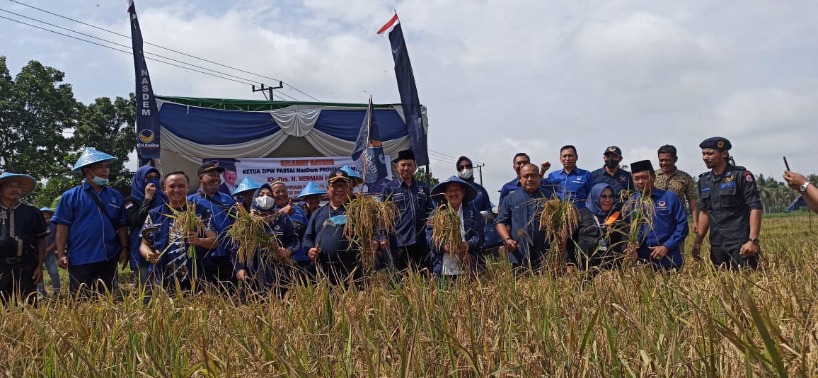 Nasdem Lampung Panen Raya Bersama Petani Desa Mataram Marga
