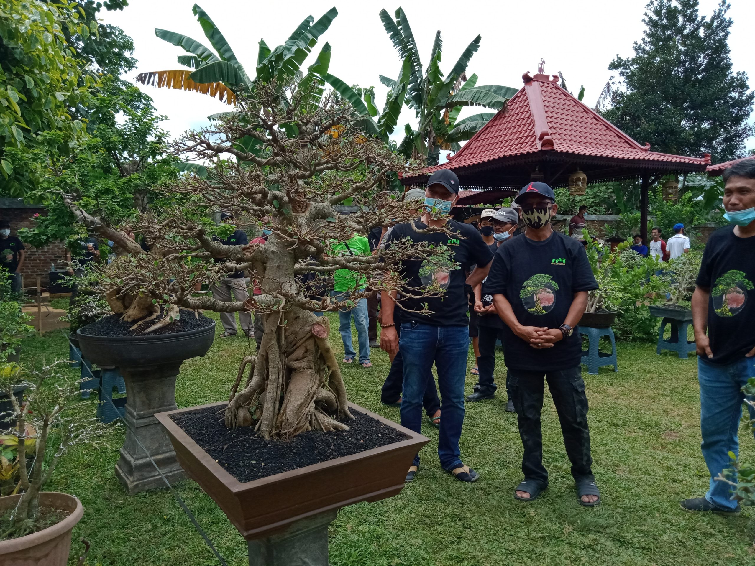 Mingrum Gumay : Seni Bonsai Bisnis yang Menjanjikan