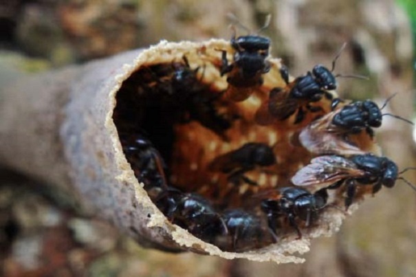 Ciptakan Wisata Edukasi, Pemkab Akan Budidayakan Lebah Klanceng di Taman Agrowisata Tubaba